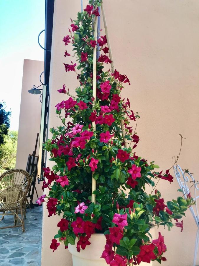 Le 25 Tartarughe Bed and Breakfast Santa Teresa Gallura Exteriör bild